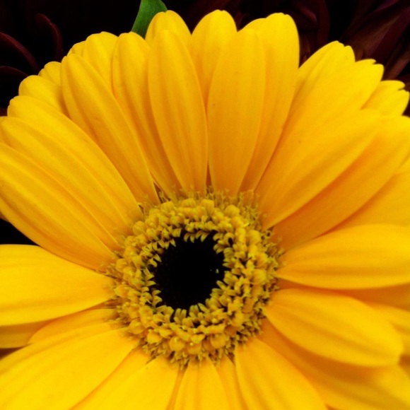 Meet your Posher, Rochelle - Picture 1 of 1